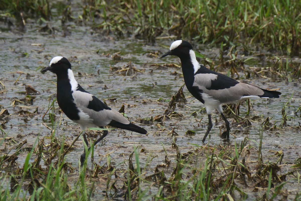 Blacksmith Lapwing - ML636879631