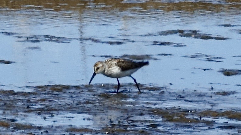 Bergstrandläufer - ML636879632