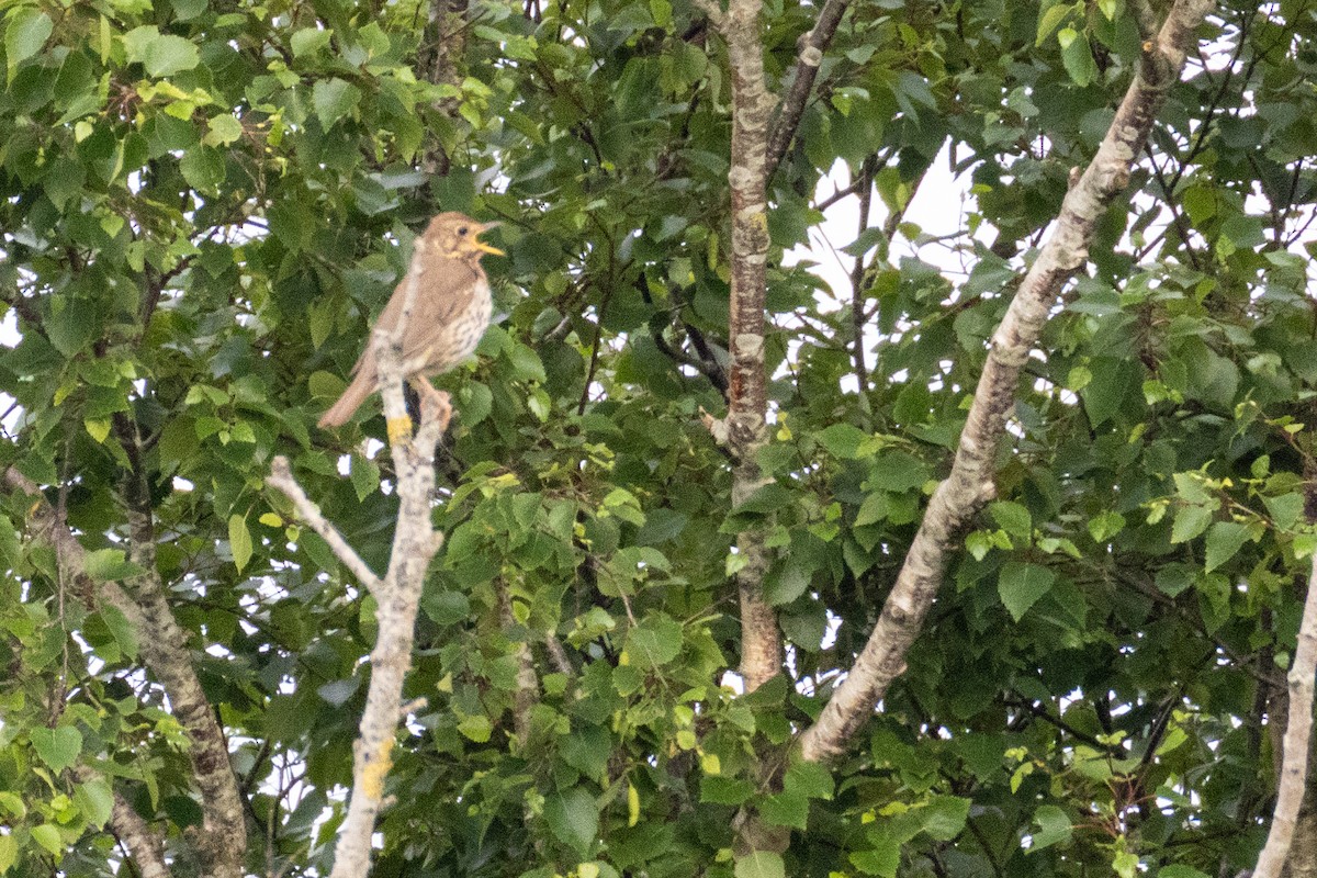 Song Thrush - ML636879755