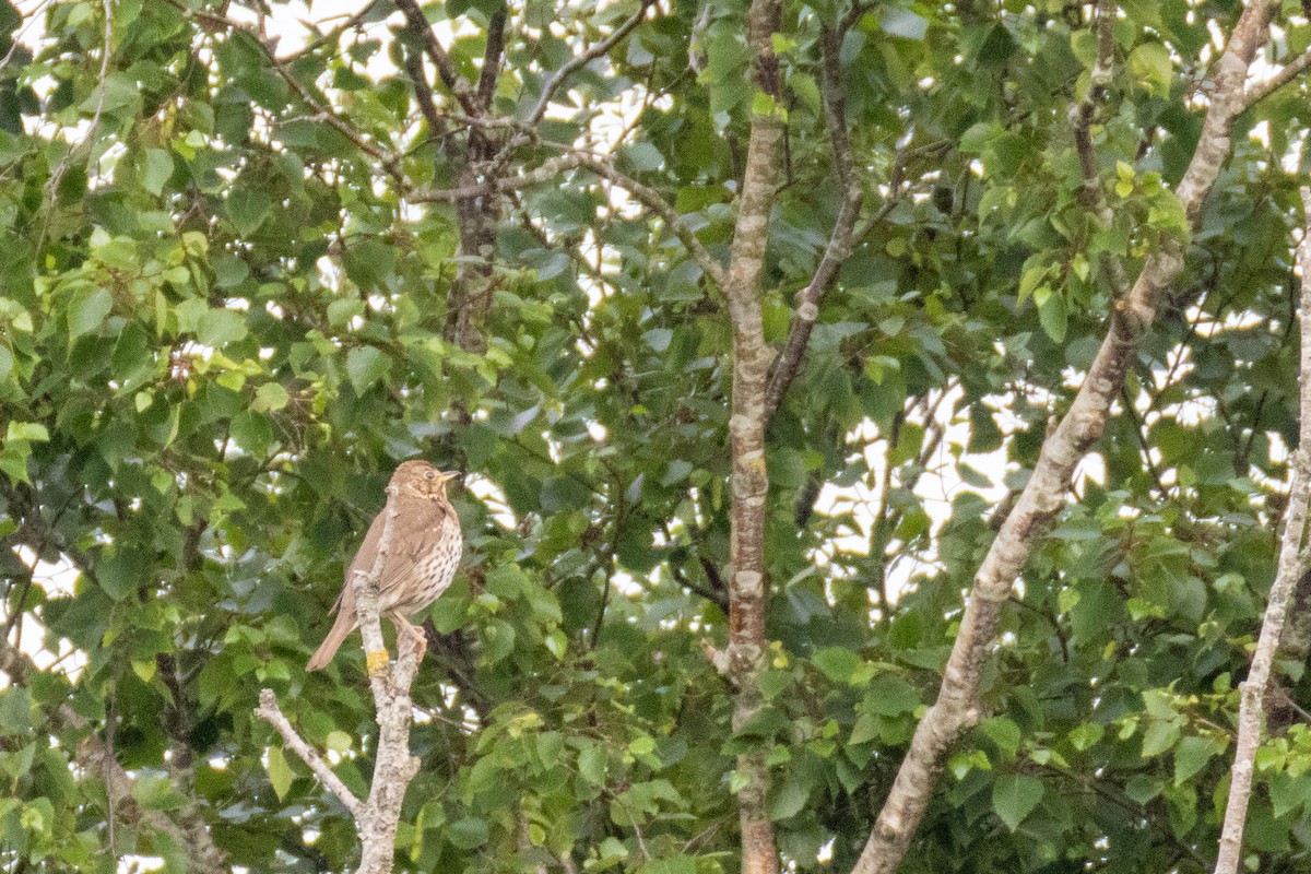 Song Thrush - ML636879756