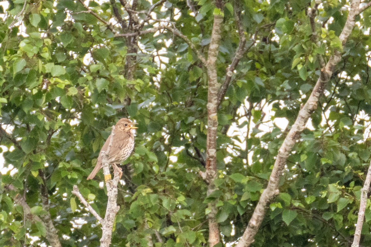 Song Thrush - ML636879757