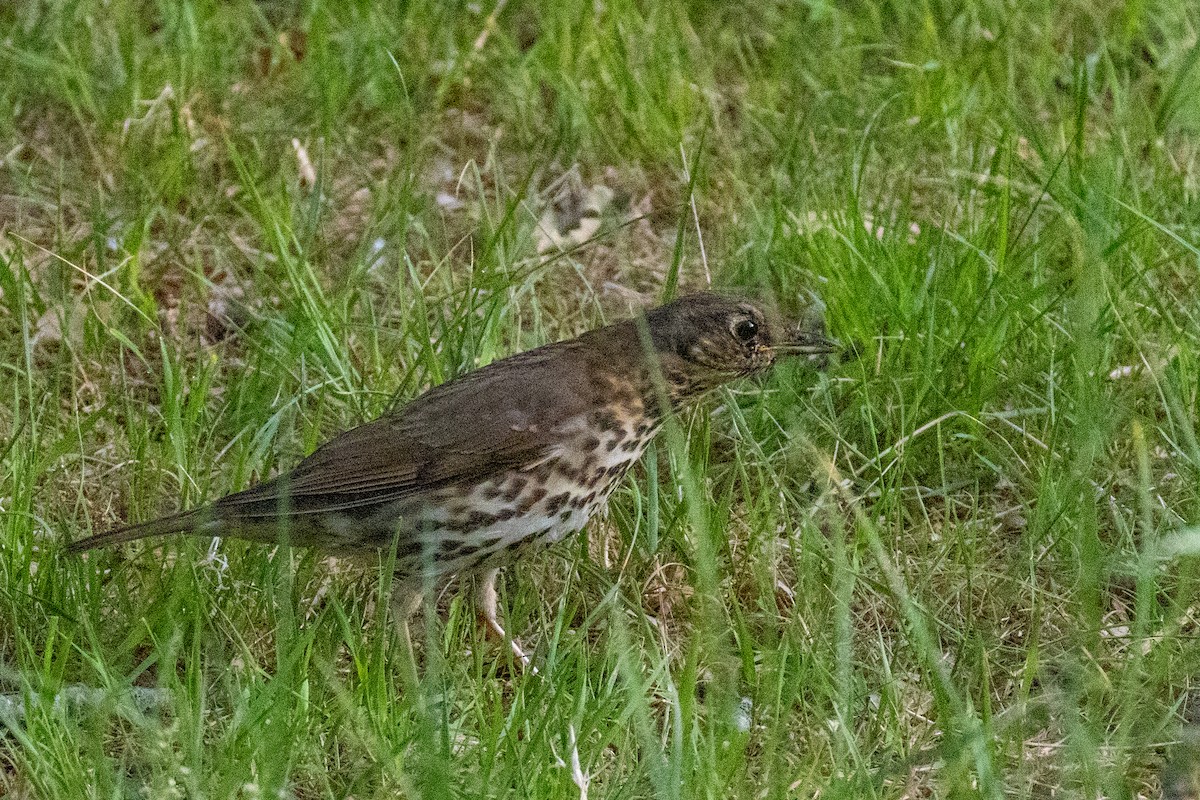 Song Thrush - ML636879758