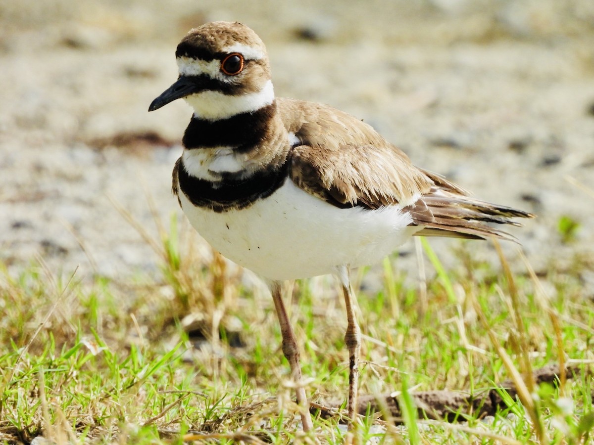 Killdeer - ML636879763