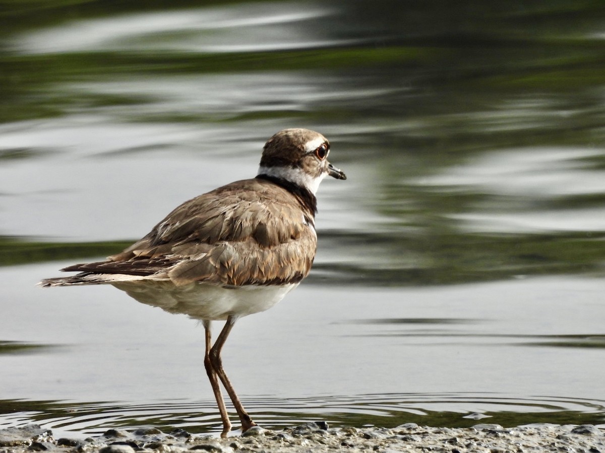 Killdeer - ML636879764