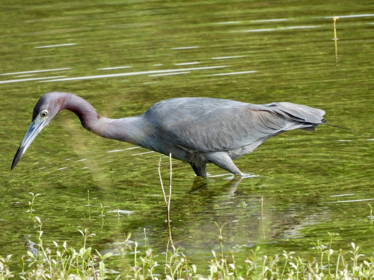 Little Blue Heron - ML636879787
