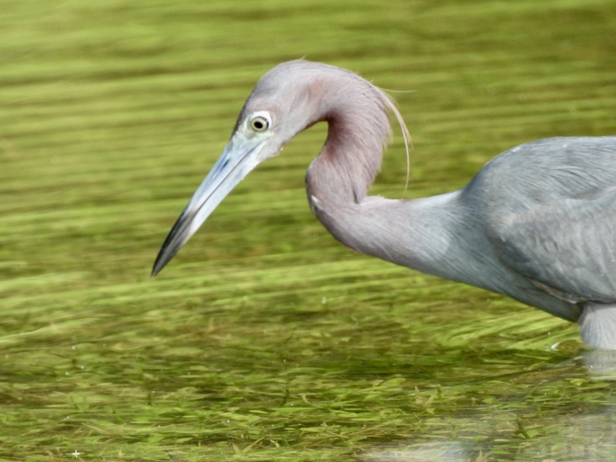 Little Blue Heron - ML636879788