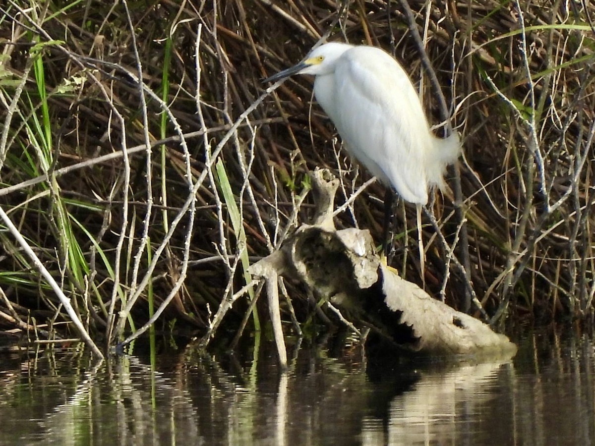 Snowy Egret - ML636879823
