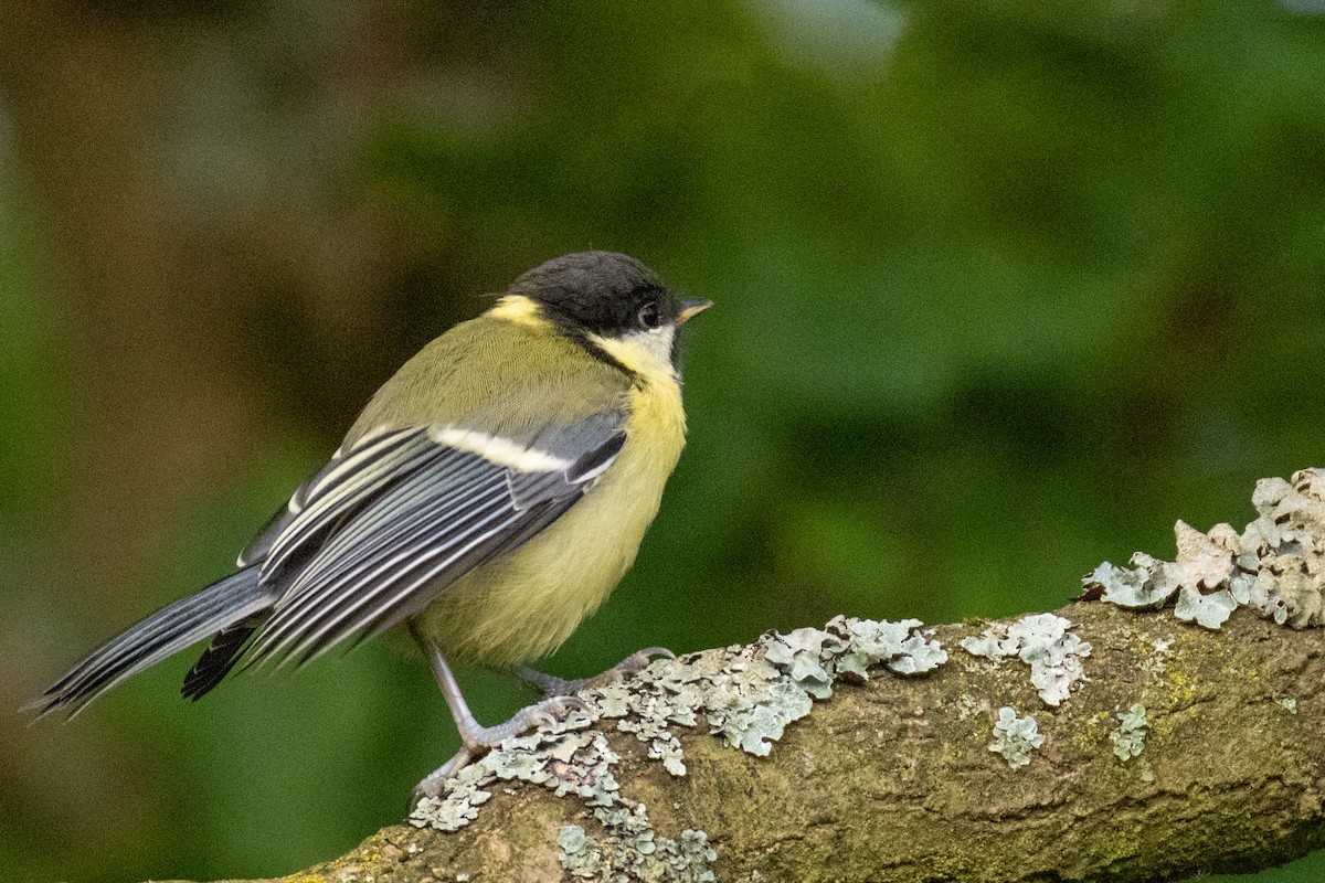 Их хөх бух - ML636879843