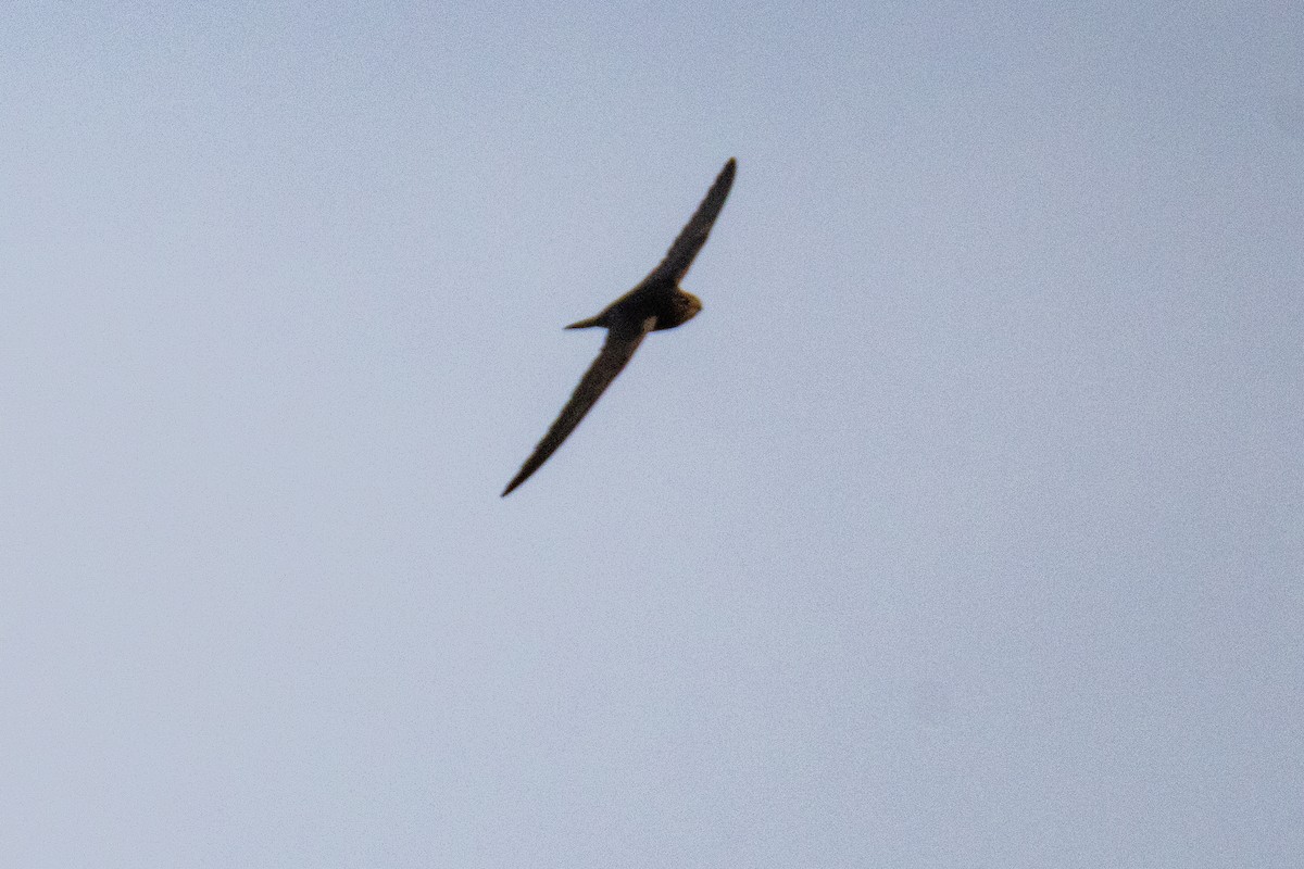 Mauersegler - ML636879940