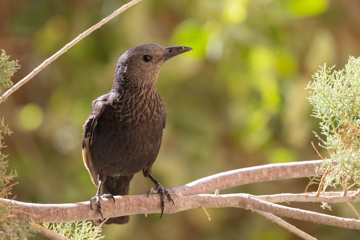 Tristram's Starling - ML636879986