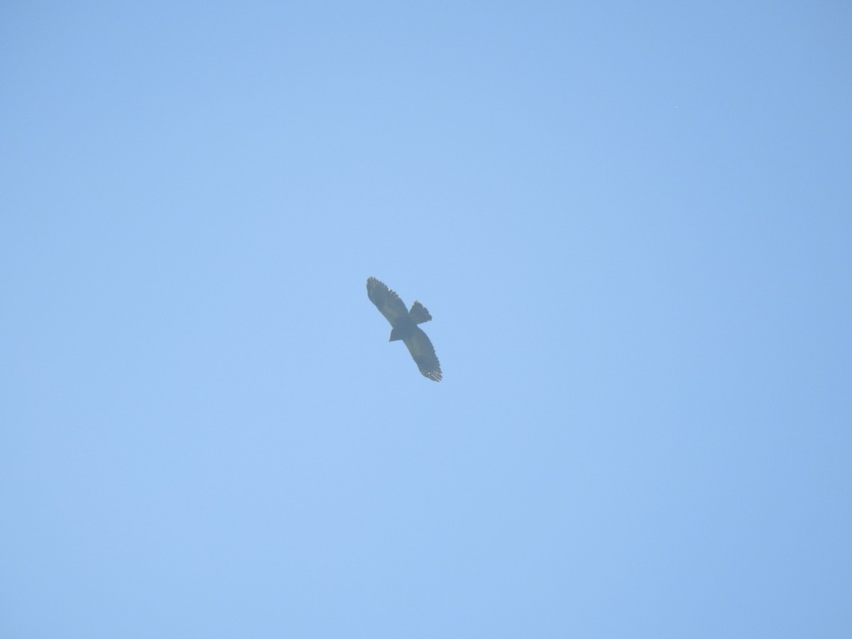 White-rumped Hawk - ML636879996