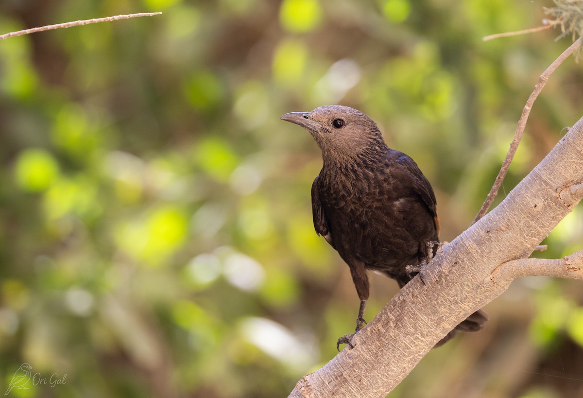 Tristram's Starling - ML636879997