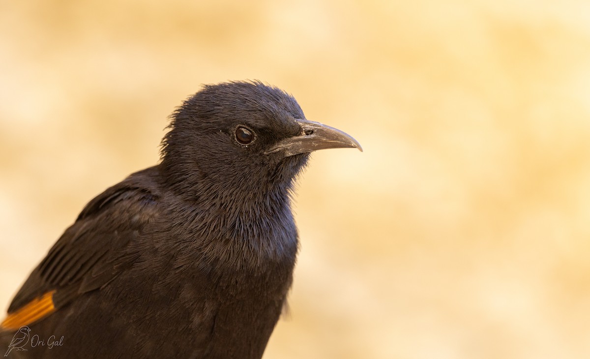 Tristram's Starling - ML636879998