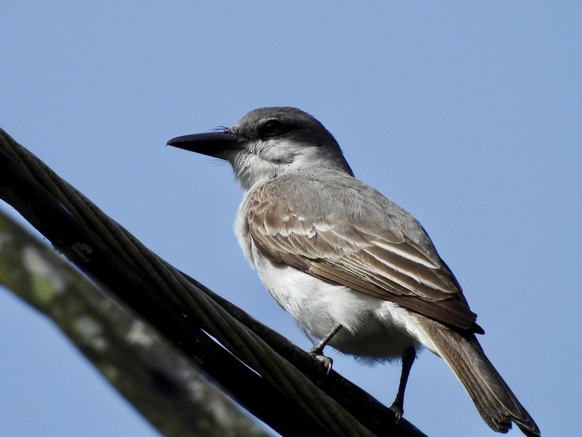 Gray Kingbird - ML636880010