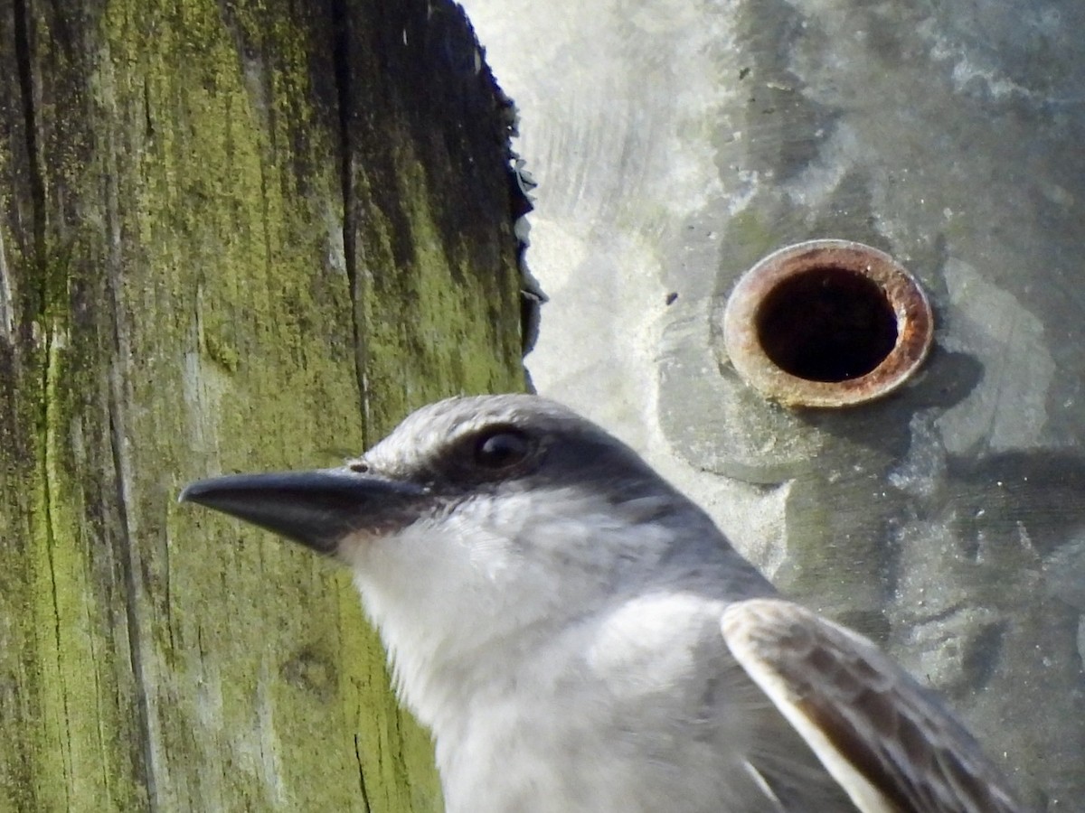 Gray Kingbird - ML636880011