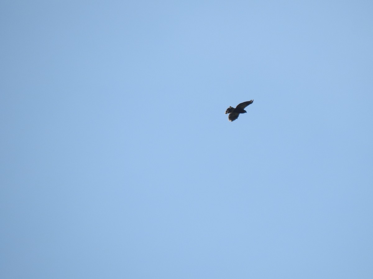 White-rumped Hawk - ML636880012