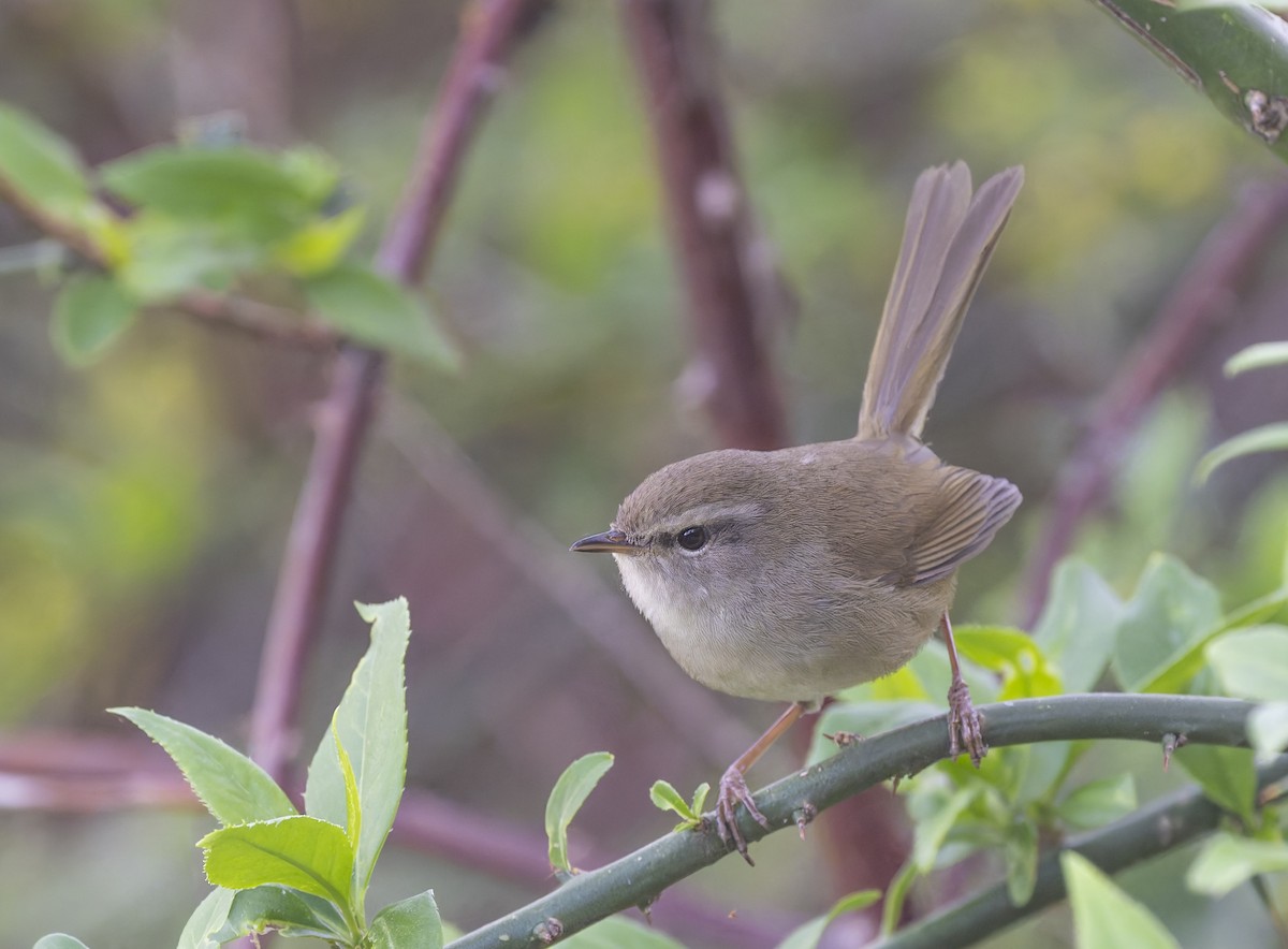 Brownish-flanked Bush Warbler - ML636880042