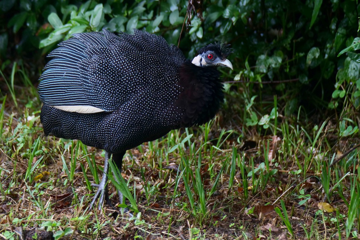 Southern Crested Guineafowl - ML636880074