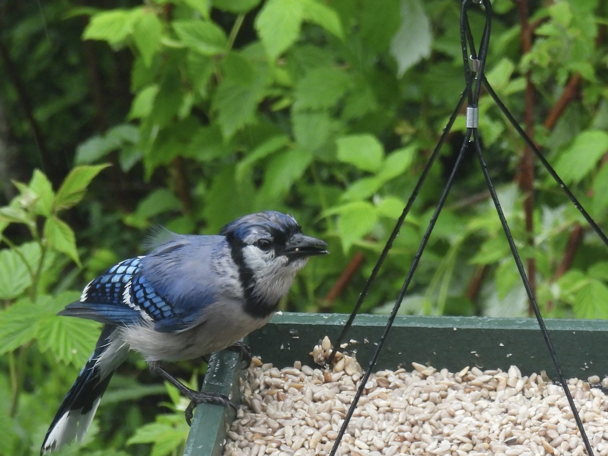 Blue Jay - ML636880119