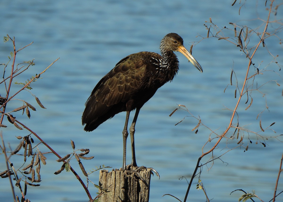 Limpkin - ML636880136
