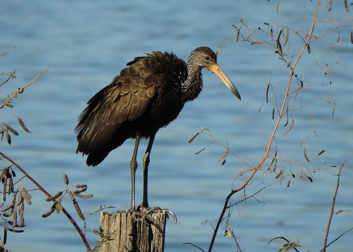 Limpkin - ML636880137