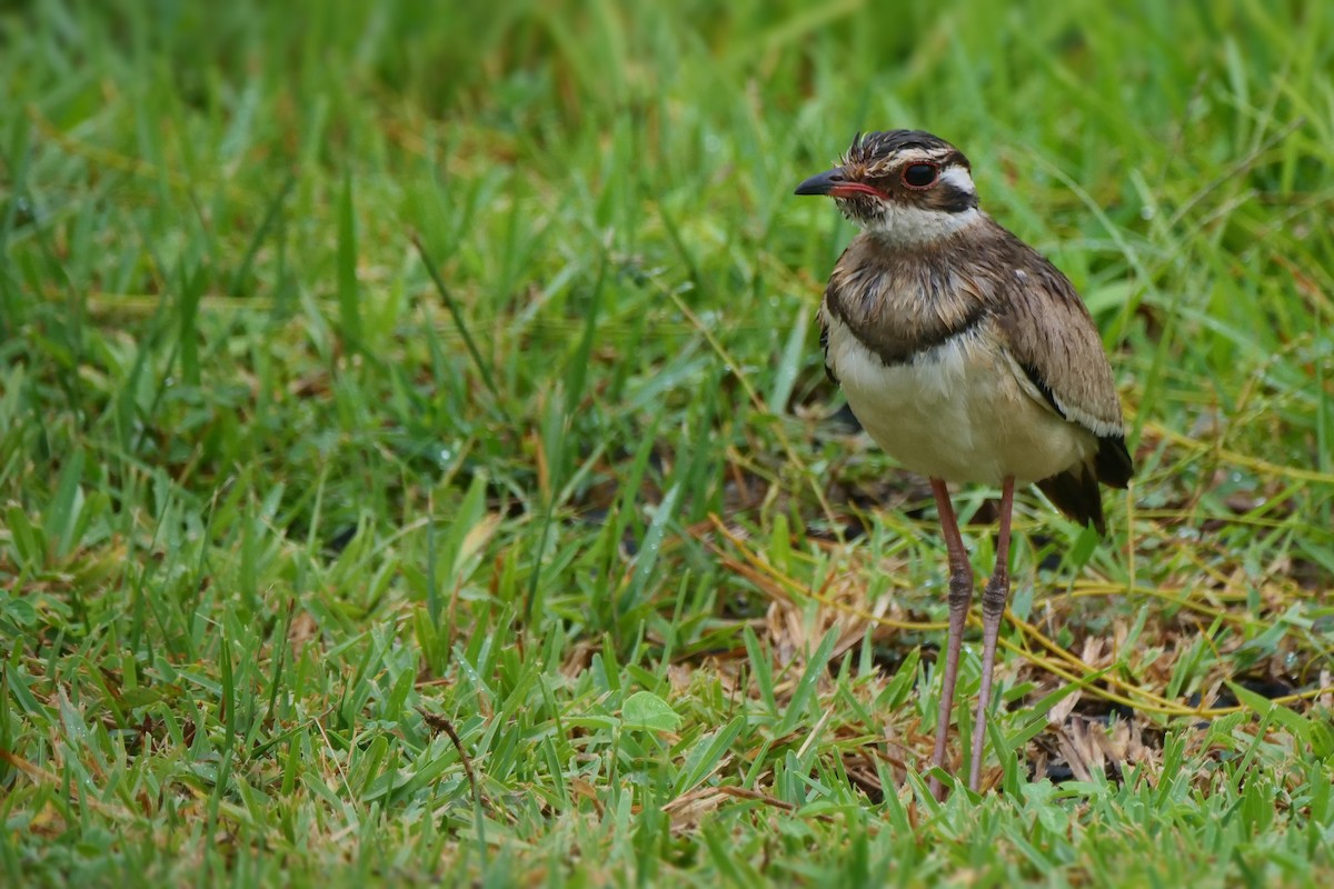 Bronze-winged Courser - ML636880144