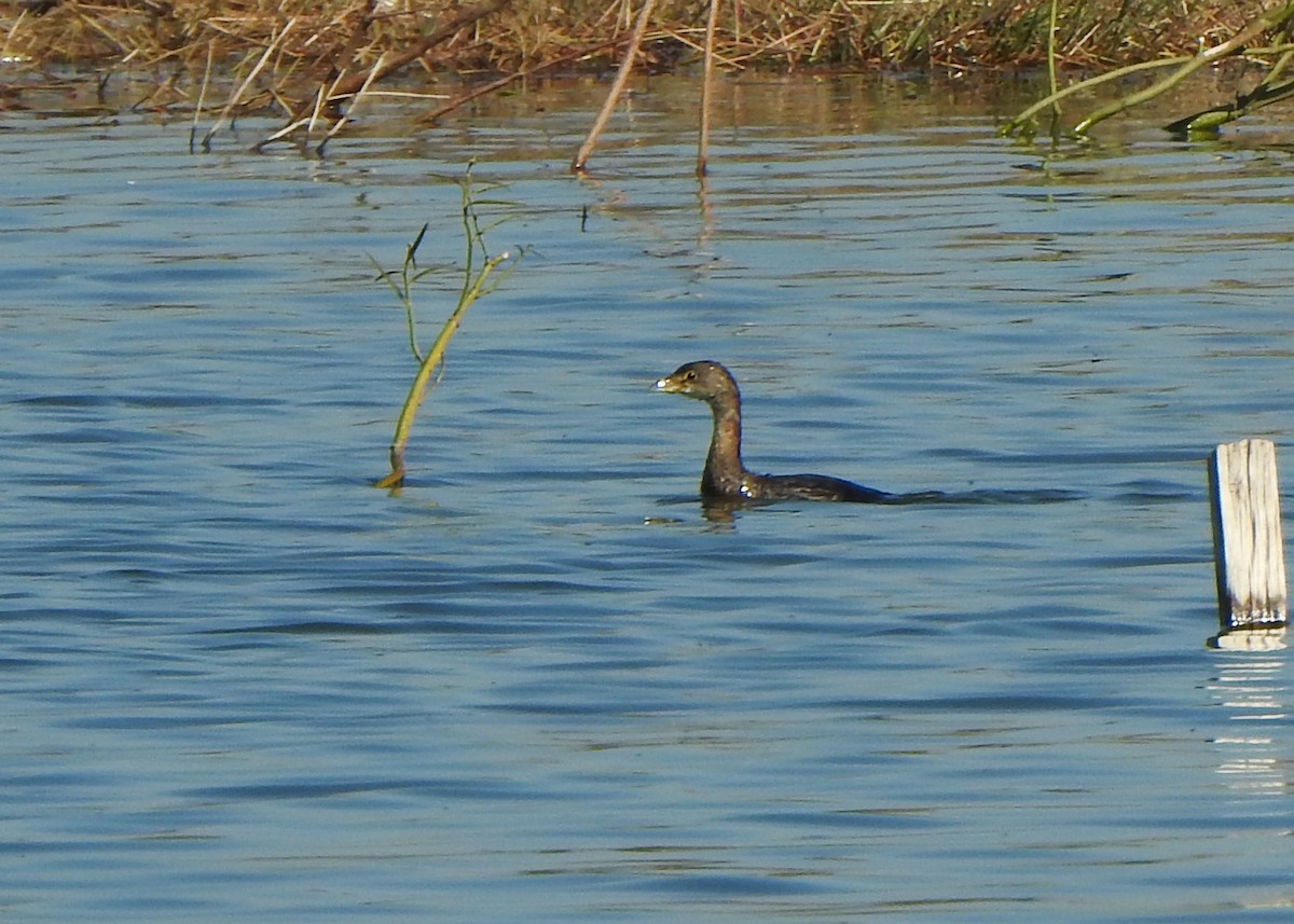 Pied-billed Grebe - ML636880146