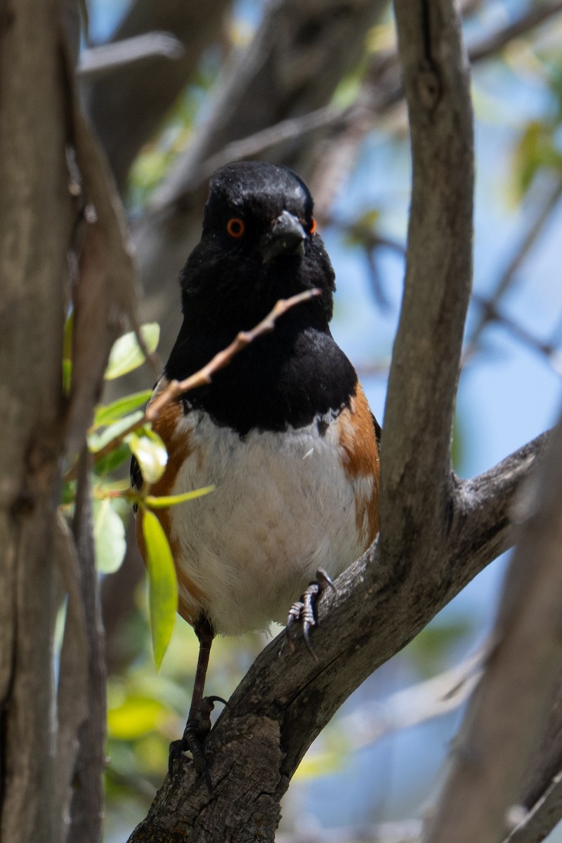 Spotted Towhee - ML636880167