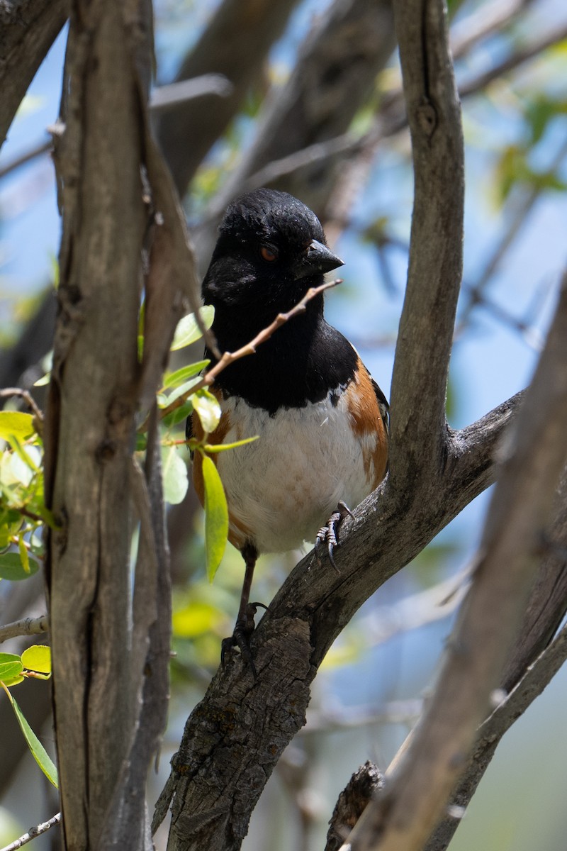 Spotted Towhee - ML636880168