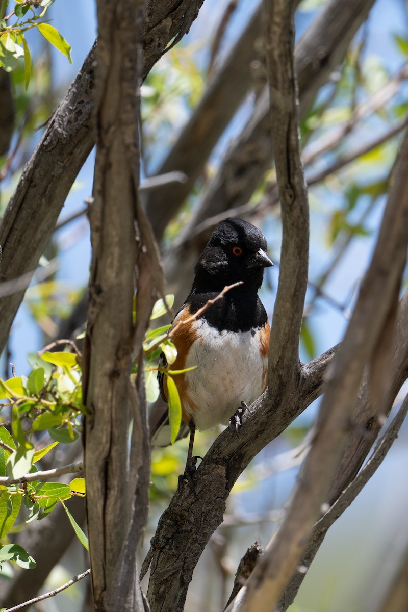 Spotted Towhee - ML636880169