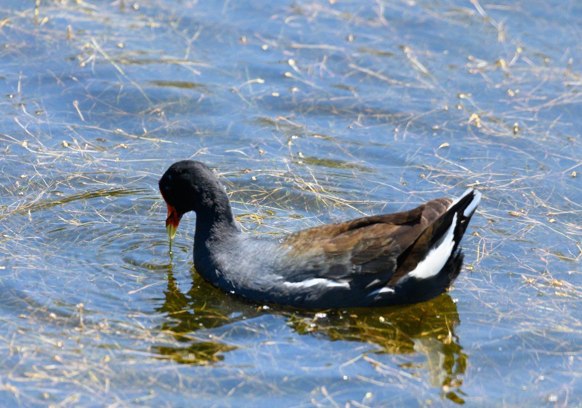 Common Gallinule - ML636880179