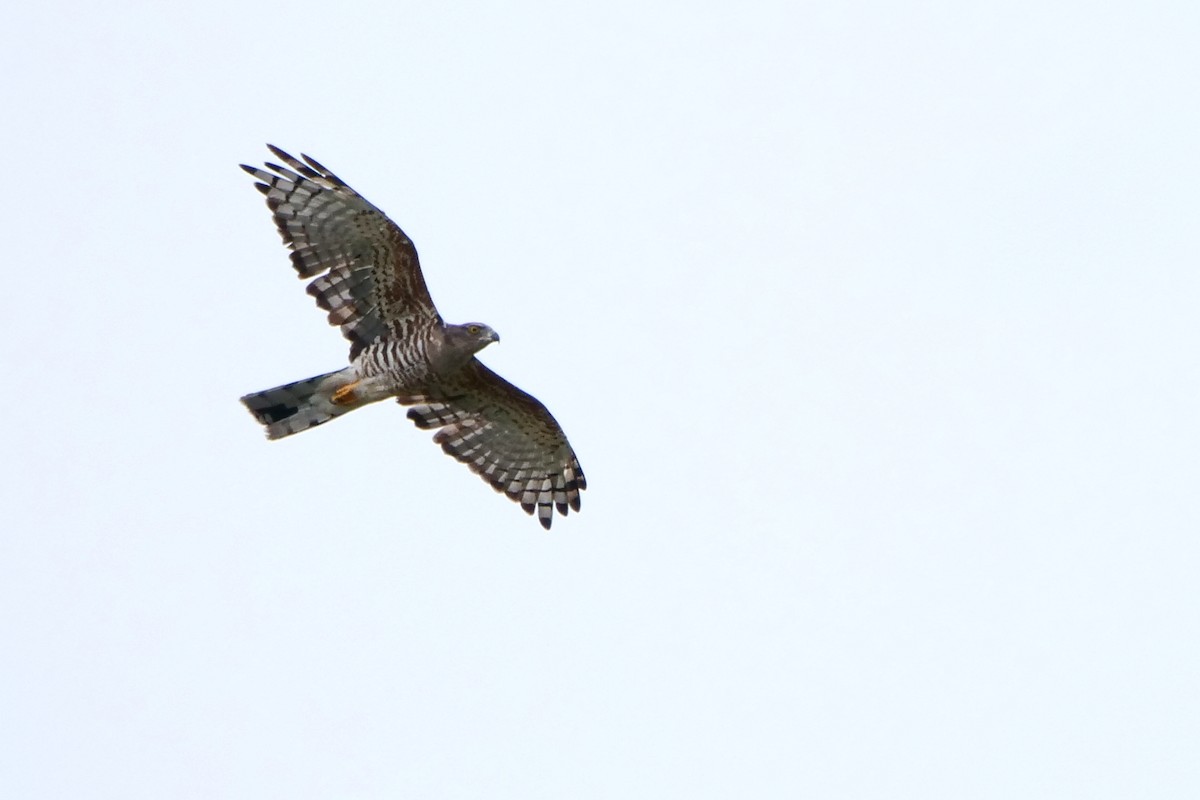 African Cuckoo-Hawk - ML636880206