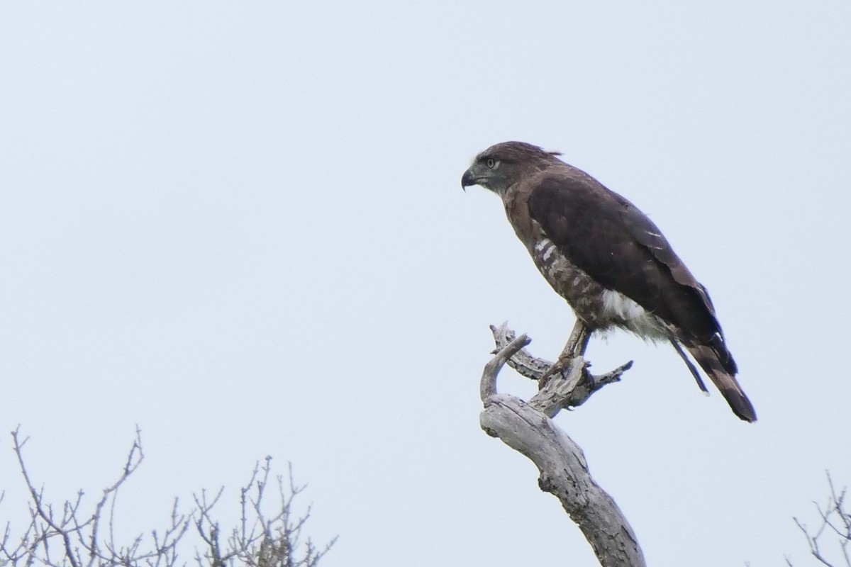 kystslangeørn - ML636880211