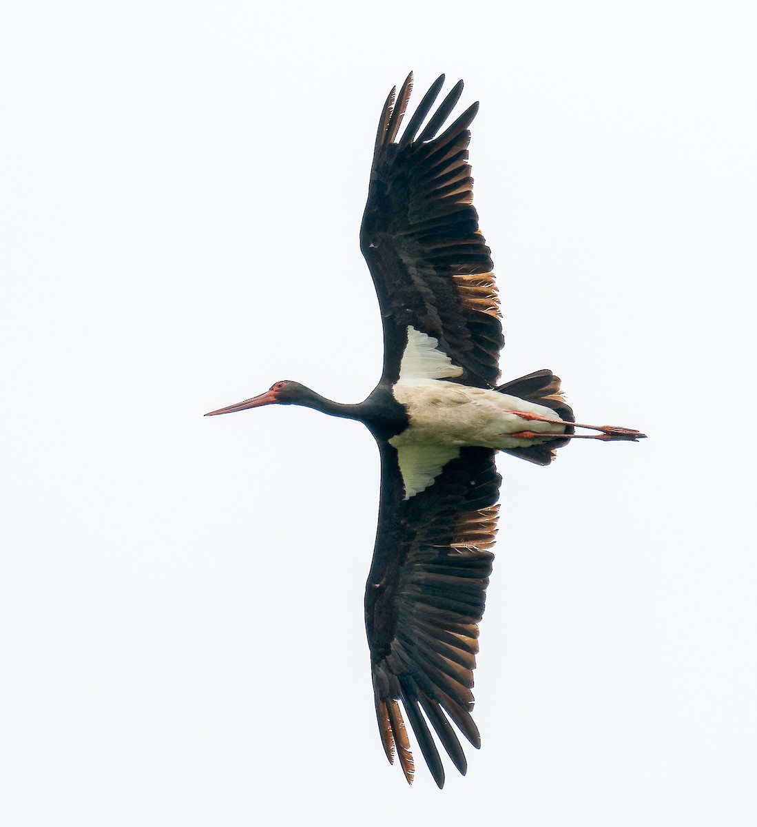 svartstork - ML636880221