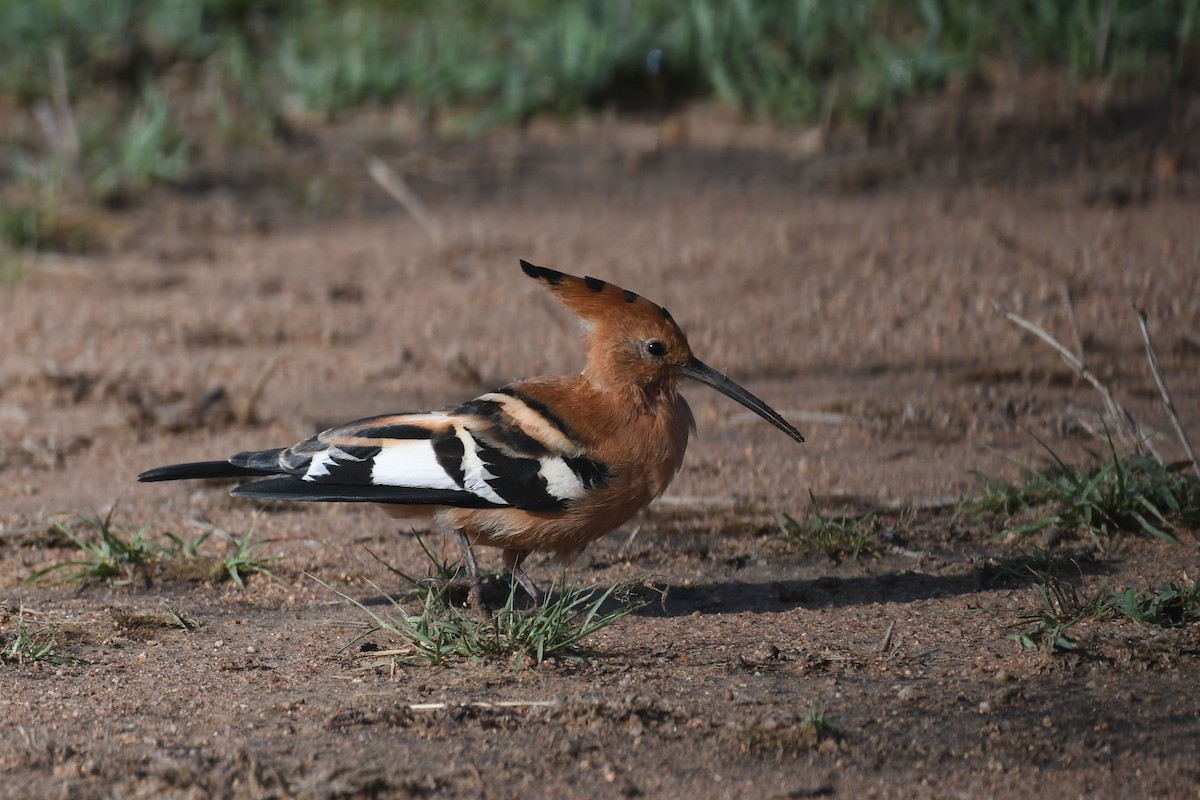 hærfugl (africana) (kanelhærfugl) - ML636880224