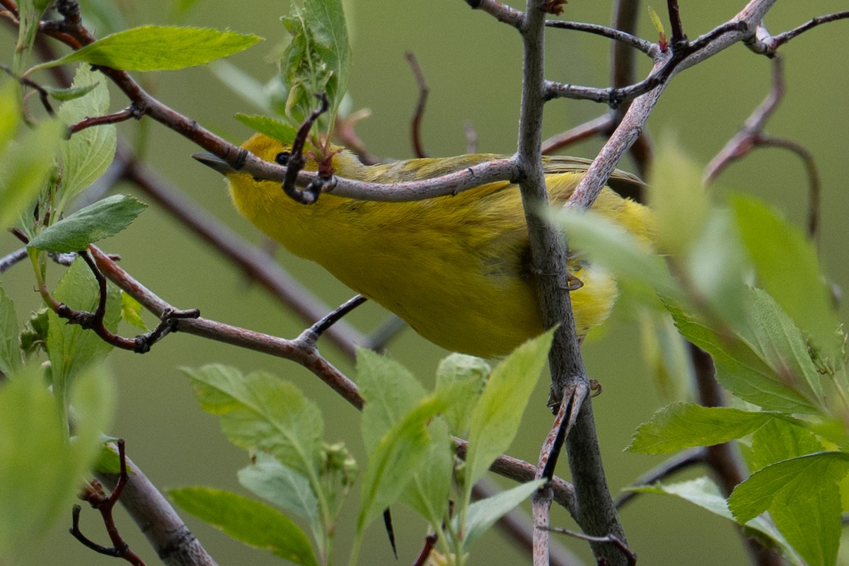 Yellow Warbler - ML636880283