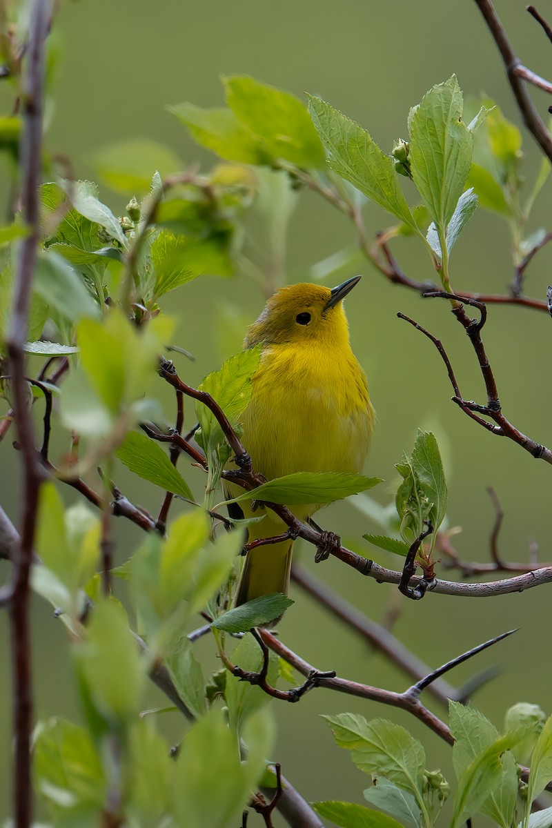 Yellow Warbler - ML636880285