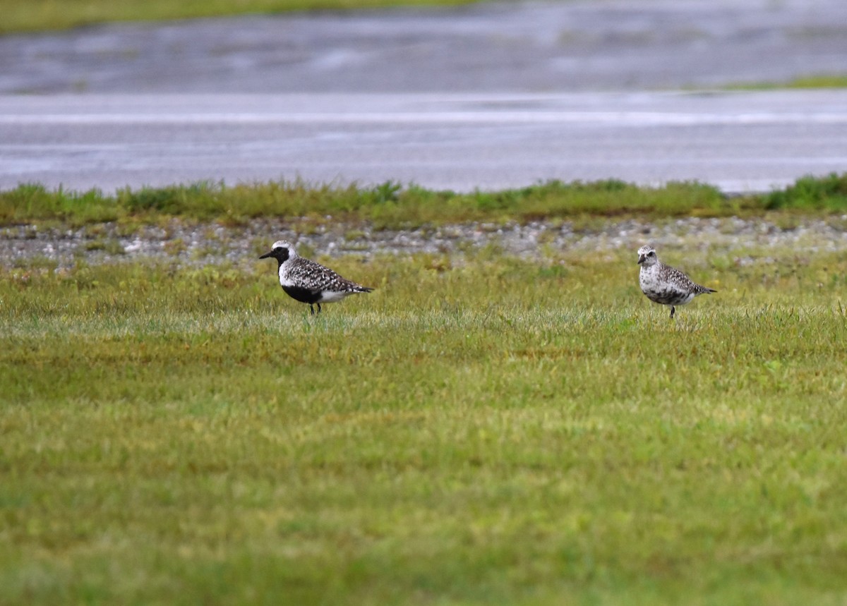 Black-bellied Plover - ML636880289
