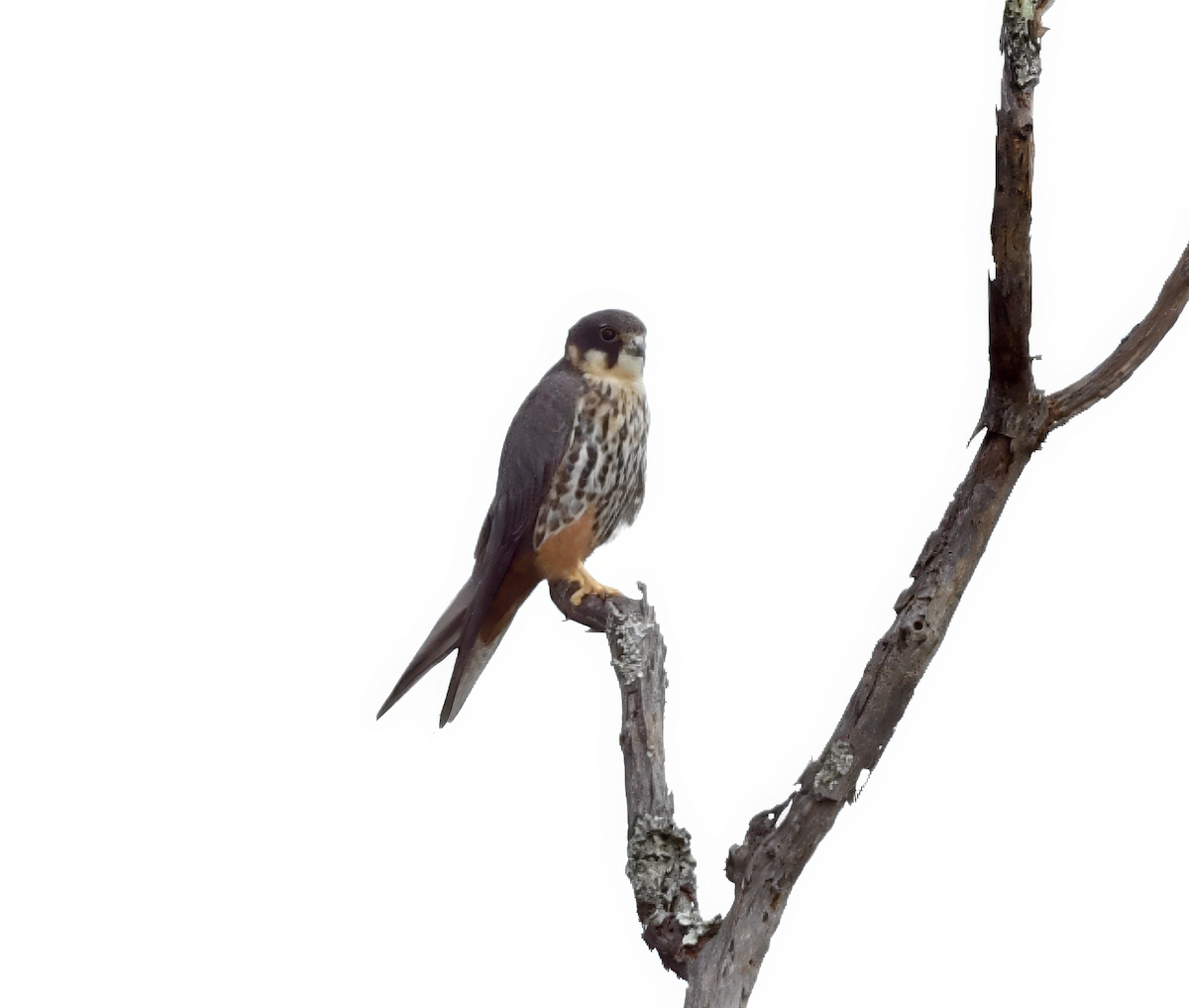 Eurasian Hobby - ML636880316