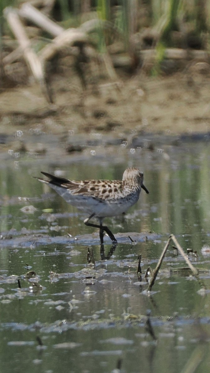 jespák tundrový - ML636880330