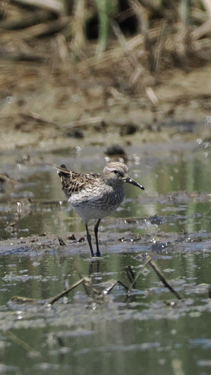 jespák tundrový - ML636880331