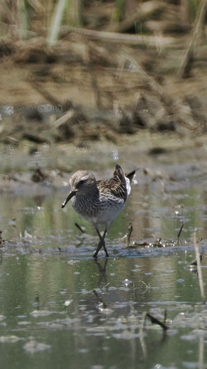 jespák tundrový - ML636880332