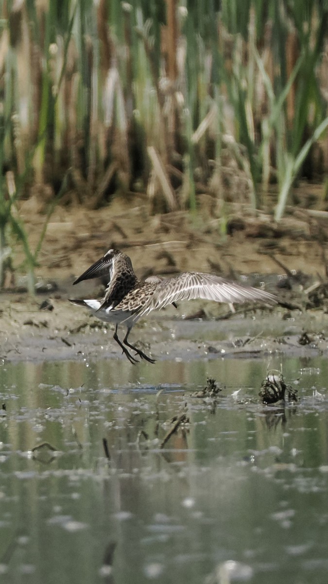 jespák tundrový - ML636880333