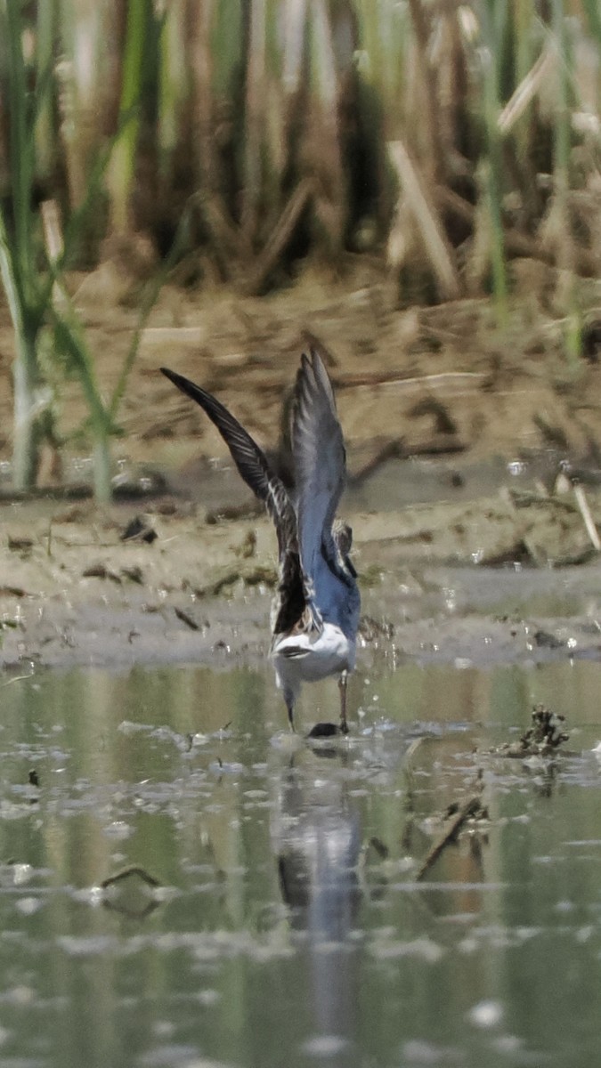 jespák tundrový - ML636880334