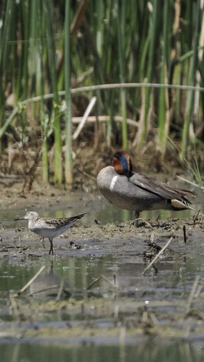 jespák tundrový - ML636880335