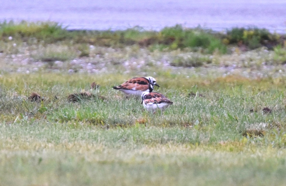 Ruddy Turnstone - ML636880338