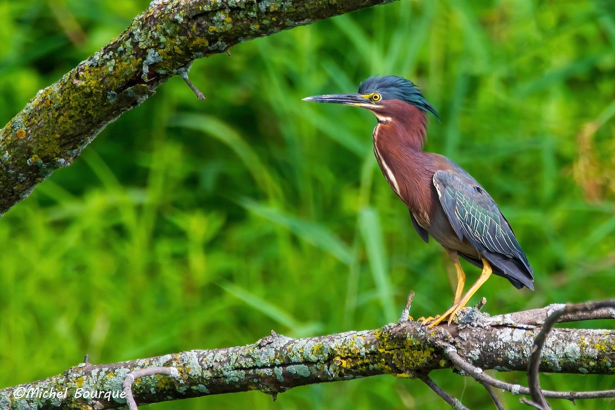 Green Heron - ML636880346