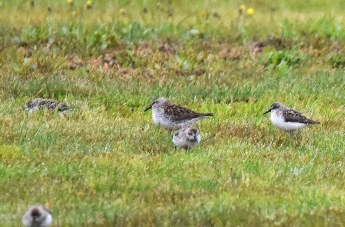 White-rumped Sandpiper - ML636880367