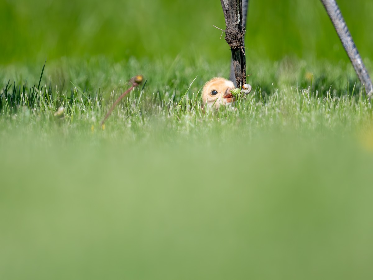 Sandhill Crane - ML636880376