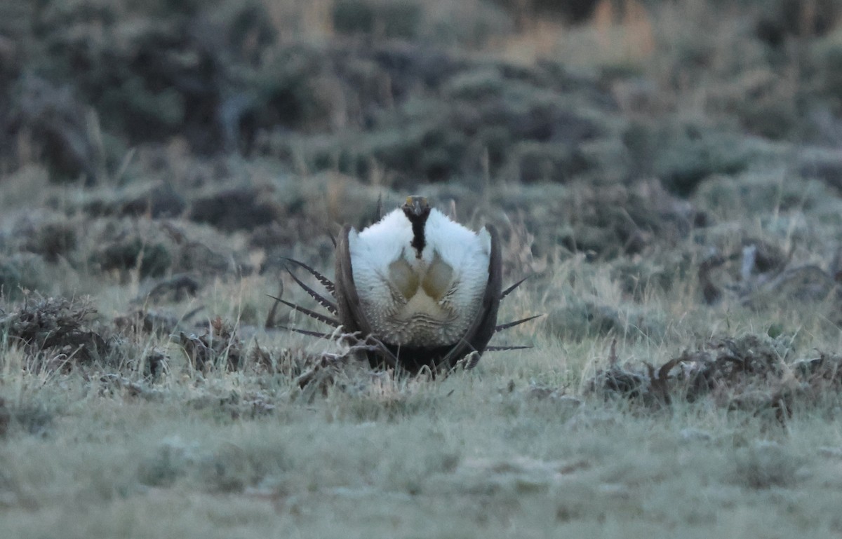 tetřívek pelyňkový - ML636880383